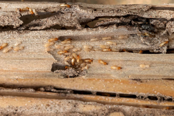 Best Best Pest Control Companies  in Waldpt, OR